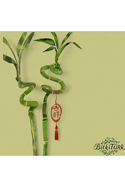 BitkiTÜRK 80/90cm 3 Adet İthal Şans Bambu