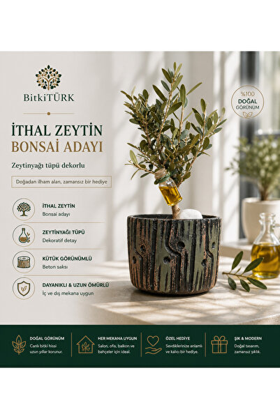 BitkiTÜRK İthal Zeytin Bonsai Adayı – Kütük Görünümlü Beton Saksıda, Zeytinya...