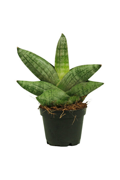 Eufloria Sansevieria 'Boncellensis' Ø6cm