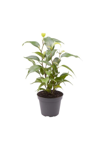 Eufloria Ficus benjamina 'Natasja' Ø6cm