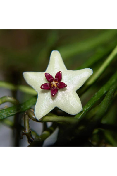 Eufloria Hoya retusa Ø6cm
