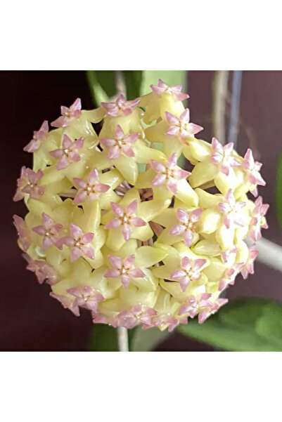 Eufloria Hoya 'Joy' Ø10,5cm