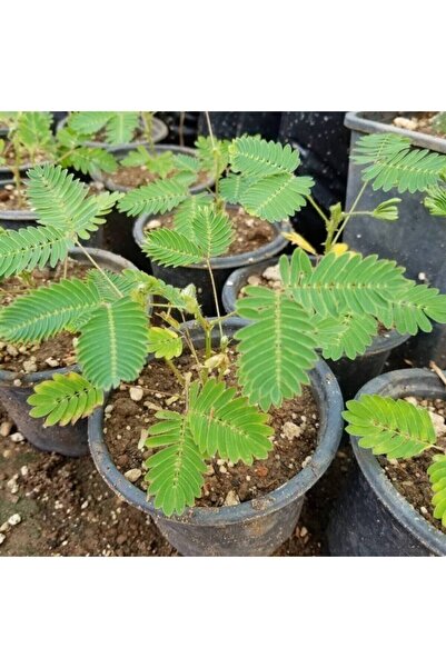 BURCUBOTANİK Küstüm Çiçeği Fidesi Fidanı 10-20 cm