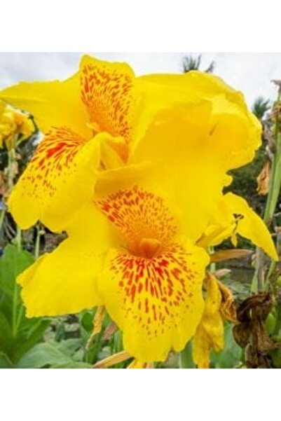 Mimoza Canna Indica Yellow Sarı Tesbih Çiçeği Saksıda 10-20 cm