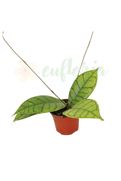 Eufloria Hoya callistophylla 'KAL 16' Ø9cm