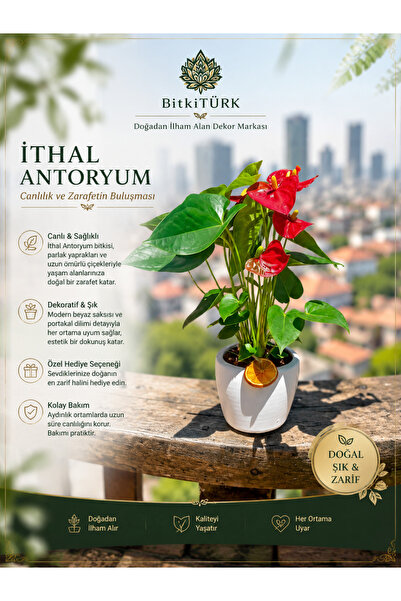 BitkiTÜRK 🌺 Beton Saksıda İthal Antoryum Portakal Dilimi Dekorlu | Özel Tasarım