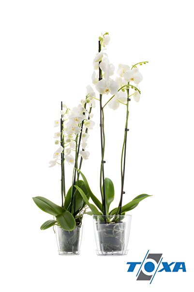 ToXA 1.6 Litre Orkide Saksısı (13 cm) Tabaklı Drenajlı Delikli Şeffaf Kristal Plastik