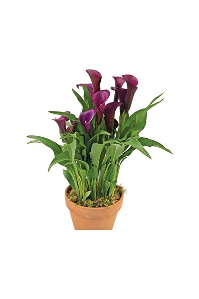 Mimoza (Calla Lily) Bordo Gala Gelin Çiçeği 10-20 cm