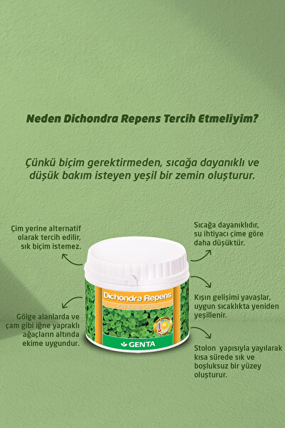 Genta Dichondra Repens Fare Kulağı Kundura Çimi Tohumu 250 gr