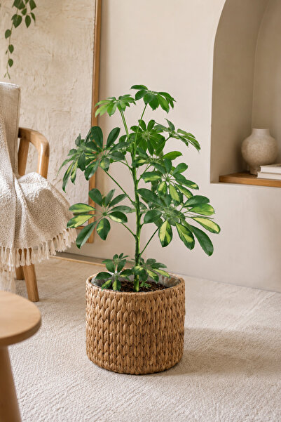 KaiHome Large Size Sturdy Wicker Basket/Organizer/Flower Pot with Internal Pr...