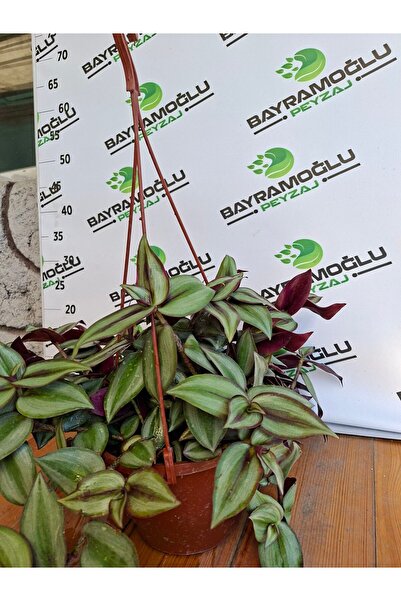 Bayramoğlu Peyzaj Telgraf Çiçeği (Tradescantia zebrina)