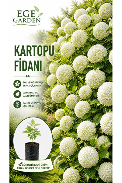 EGE GARDEN Kartopu çınar yapraklı Viburnum Fidanı Gösterişli Beyaz Top Çiçekli