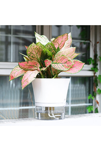 Choice M15X11X10CM A insFengtu Cultivation Flower Pot with Visible Water Leve...
