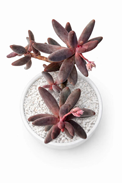 haan garden Echeveria Ganzao Variegata