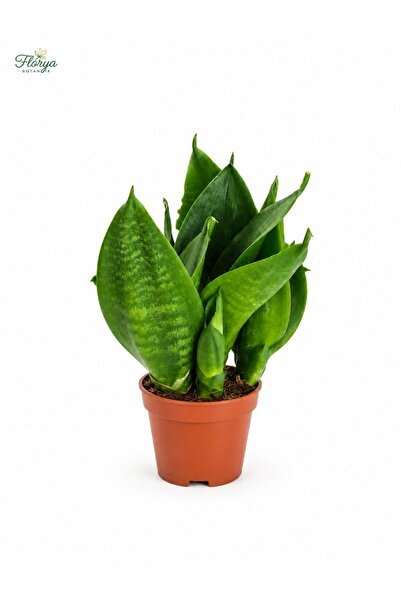 Florya Botanik Bodur Paşa Kılıcı Lanesse Sansevieria Laurentii Superba