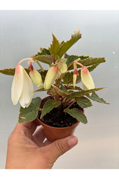nazlı çiçekçilik Bolivya Begonya Begonia Bossa Nova Beyaz Sarkıcı Begonya
