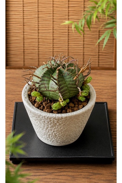 ATLANTE CACTUS Euphorbia valida - Güney Afrika kökenli nadir kolleksiyon bitki