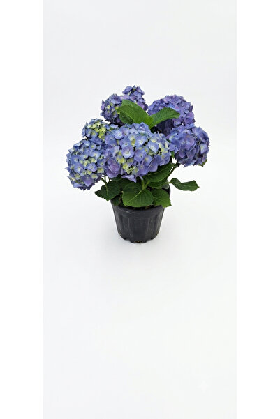 Your Flower Shop Ortanca Çiçeği XL Saksıda Canlı Sağlıklı ve Dolgun