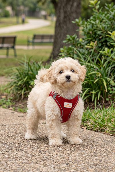 GOBYPET Kediler Ve Köpekler İçin Rahat, Dayanıklı Göğüs Tasması S