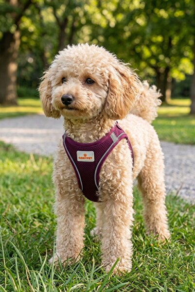 GOBYPET Kediler Ve Köpekler İçin Rahat, Dayanıklı Göğüs Tasması M