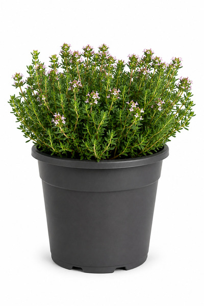 Rosemary Garden Canlı Yemeklik Kokulu Kekik Bitkisi 10-15 cm 2 Litre Saksıda ...