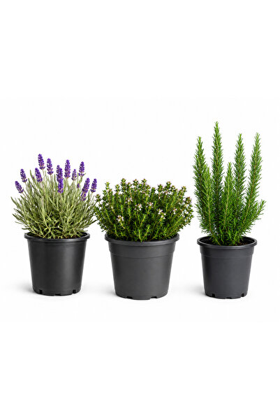 Rosemary Garden Canlı 3lü Set Lavanta Biberiye Kekik Fidesi Saksıda Taze Orga...