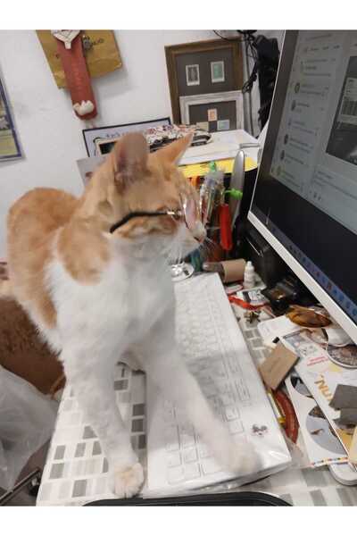 ASES Kedi/Küçük Irk Köpek Güneş Gözlüğü