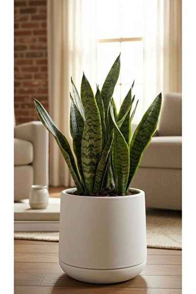 Bliss Atlas Saksı 7 Litre Büyük Boy Dekoratif Saksı 32 cm İç Dış Mekan Çiçek ...