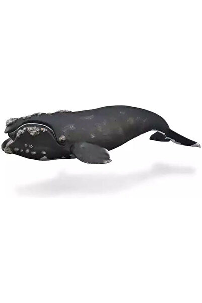 Collecta Balena Dreaptă Pentru 3+ ani 24.7cm