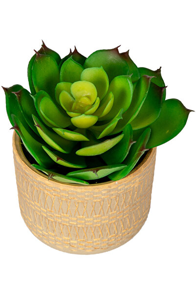 Herdekora Succulent Arrangement in Ceramic Pot Green 13X13 Cm.