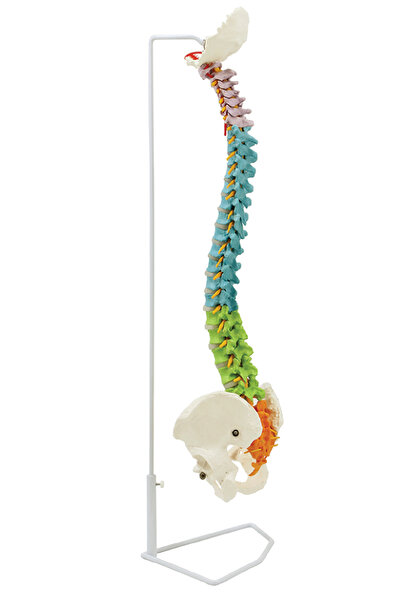 EgeAnatomi Maketleri Renkli ve Esnek Didaktik Omurga Modeli, 85 cm, Pelvis ve...