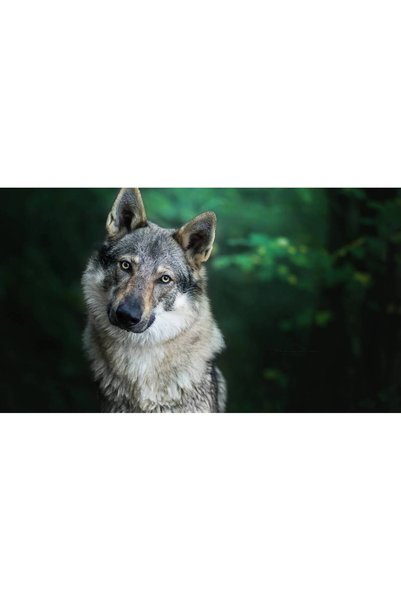 Persona Tablou canvas 100 x 70 cm, Catei model 82