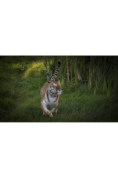 Persona Tablou canvas 100 x 70 cm, Animale model 499