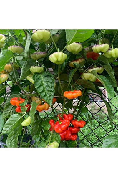 123 بذور 100pcs بذور الفلفل الكاشوشا ، الفلفل الحلو المعتدل الكثافة ، قوس قزح
