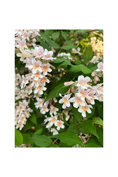 123 Florida Pale Pink Seeds, 473 Units, Garden Flower Bush, Pink Flowers with...