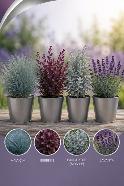 Rosemary Garden 4lü Renkli Peyzaj Çalı Seti 2L Saksıda Mavi Çim Mor Yapraklı ...