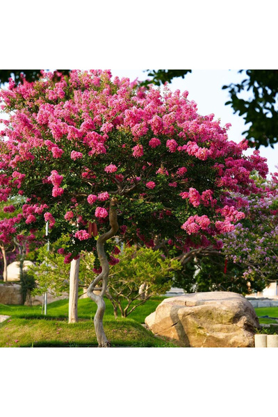 123 Seeds Pink Indika, 100 Pcs, Seeds Garden and Landscape