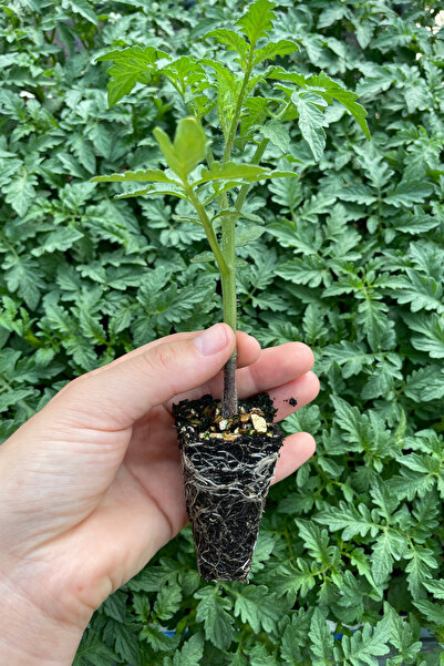 AGROPLUS İKRAM DÜZ SALKIM DOMATES FİDESİ 10 ADET