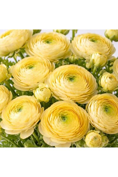 Bloom & Sow Seed Pale yellow Ranunculus asiaticus (Persian buttercup) corms—s...