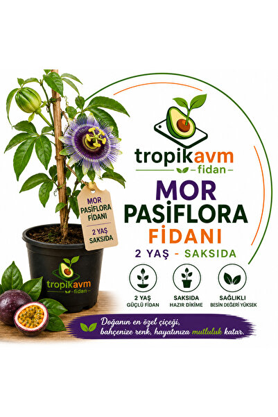 Mor Pasiflora Fidanı 2 Yaş Saksıda