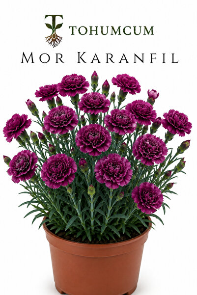 TOHUMCUM Mor Karanfil Tohumu (10 ad) | Çiçek Tohumu