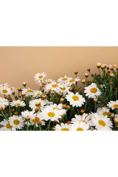 Bloom & Sow Seed بذور زهرة الأقحوان البيضاء - بتلات بيضاء وقلب أصفر ذهبي، زهو...