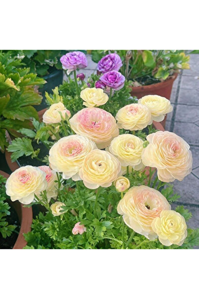 Bloom & Sow Seed Pastel Pink Cream Gradient Ranunculus Asiaticus Tubers – Per...