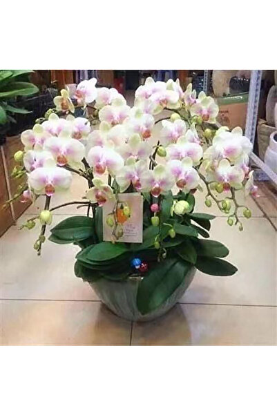 Bloom & Sow Seed Multi-Branch Pastel Pink Phalaenopsis Seeds, Long Blooming E...