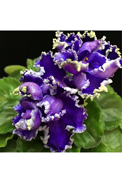 Bloom & Sow Seed Double Ruffled African Violet Seeds, Purple Blooms With Whit...