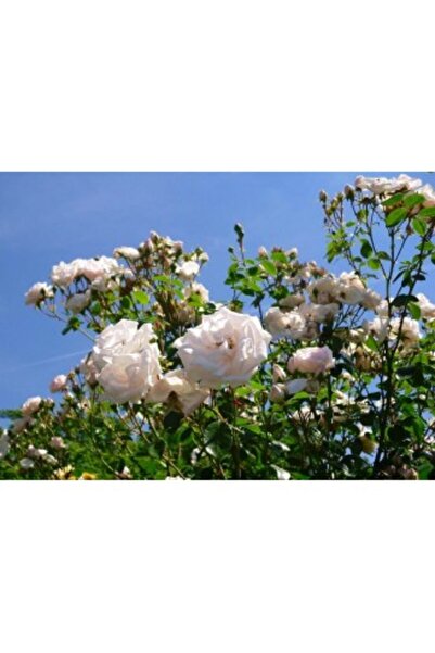 OEM Trandafir Rosa White New Dawn P9, în ghiveci de 9cm
