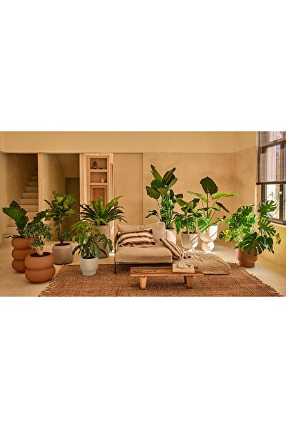 NO BRAND Jardinieră mare Carmelo bronz, cu capac elegant, înaltă, AMBER COUPE...