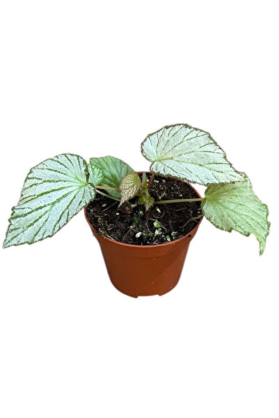 Eufloria Begonia 'Two Face' Ø8cm