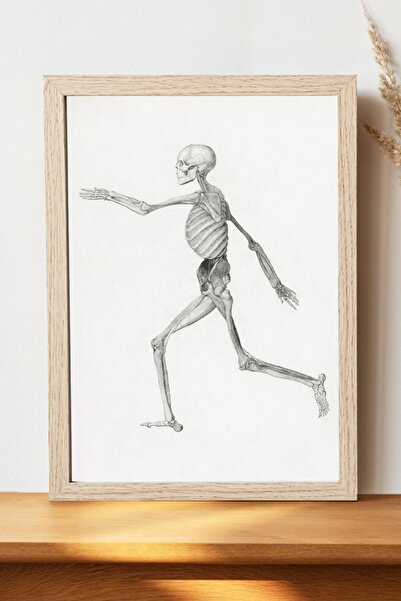 Luna Marissa Αφίσα Human Skeleton By George Stubbs - Αφίσα τοίχου από γυαλιστ...