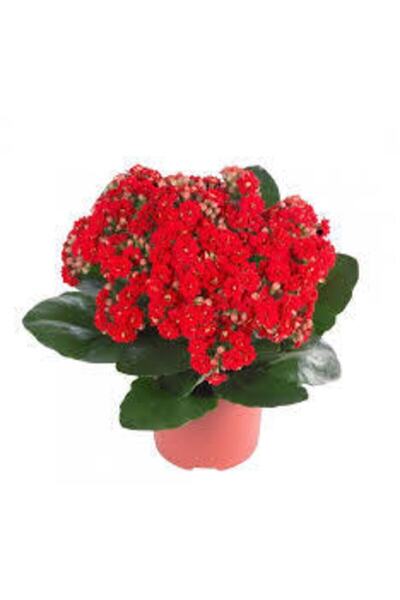 AAC TARIM Kalanşo Çiçeği Kalanchoe Çiçeği Bitki Ev Ofis Bitkisi Kırmızı 20-25 Cm